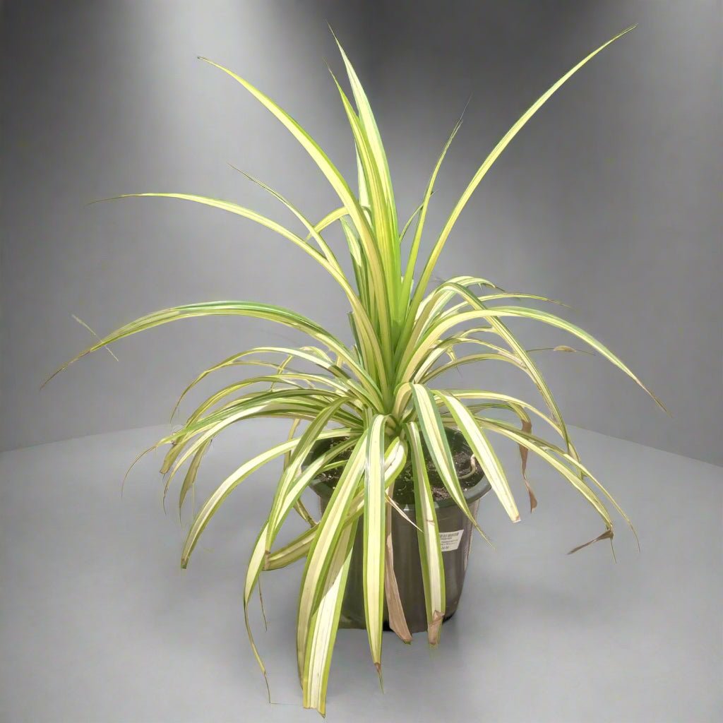 Variegated Pandanus (Pandanus baptistii) | Tropical Rosette, 15–20 cm / 30–35 cm - Acacia Garden Center
