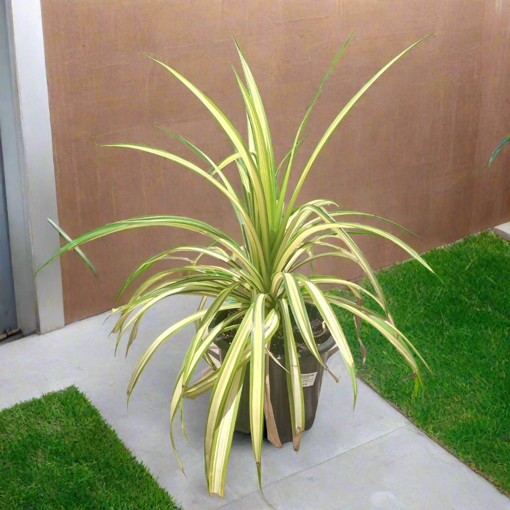 Variegated Pandanus (Pandanus baptistii) | Tropical Rosette, 15–20 cm / 30–35 cm - Acacia Garden Center