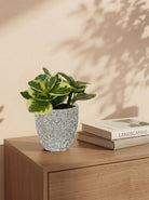 Variegated Pepperomia in Strass Pot Dia. 30–40 cm - Acacia Garden Center