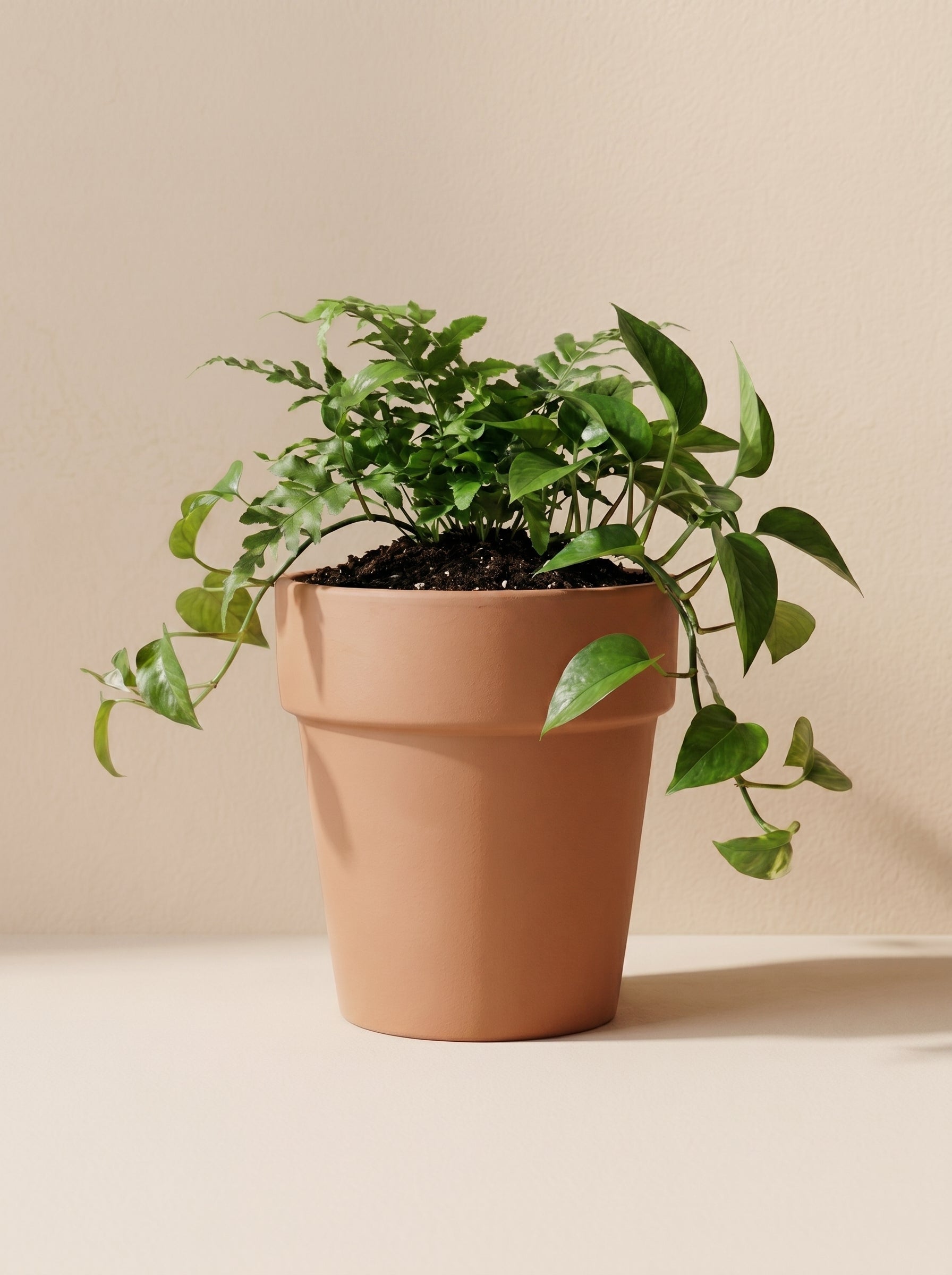 Vaso Alto (Tall Pot) - Acacia Garden Center