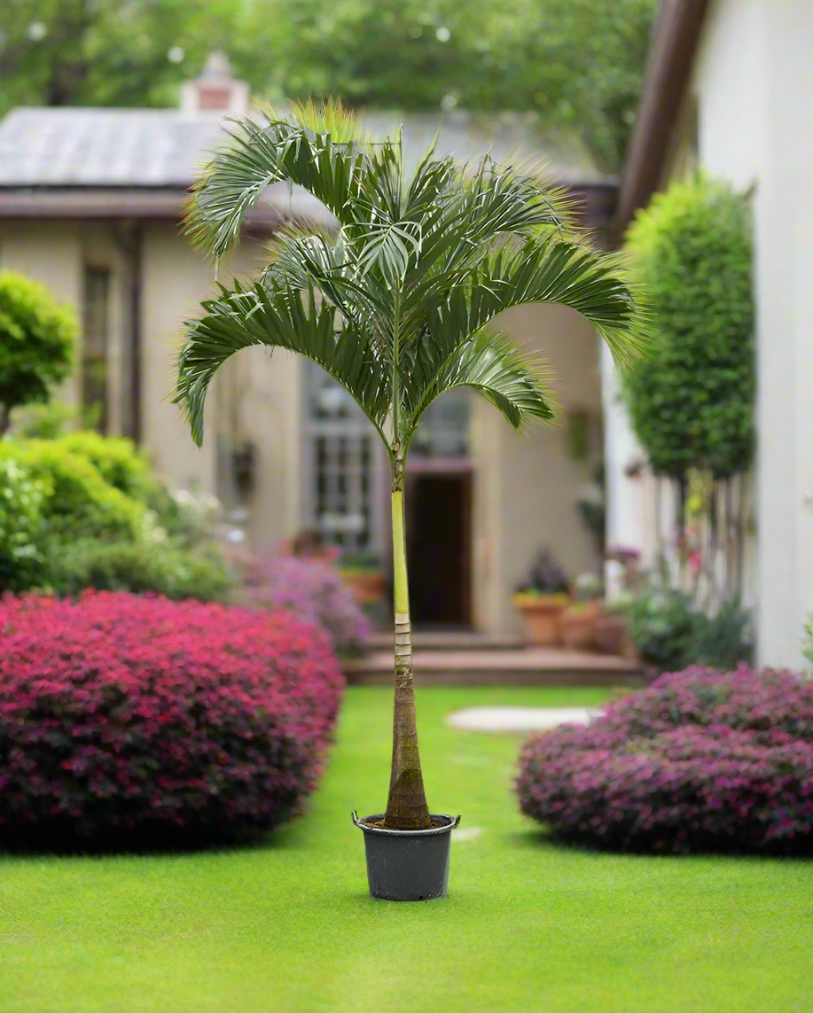 Palm Veitchia Merrillii | 2 - 2.5 m Height