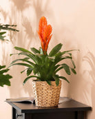 Vriesea - Flaming Sword - Acacia Garden Center