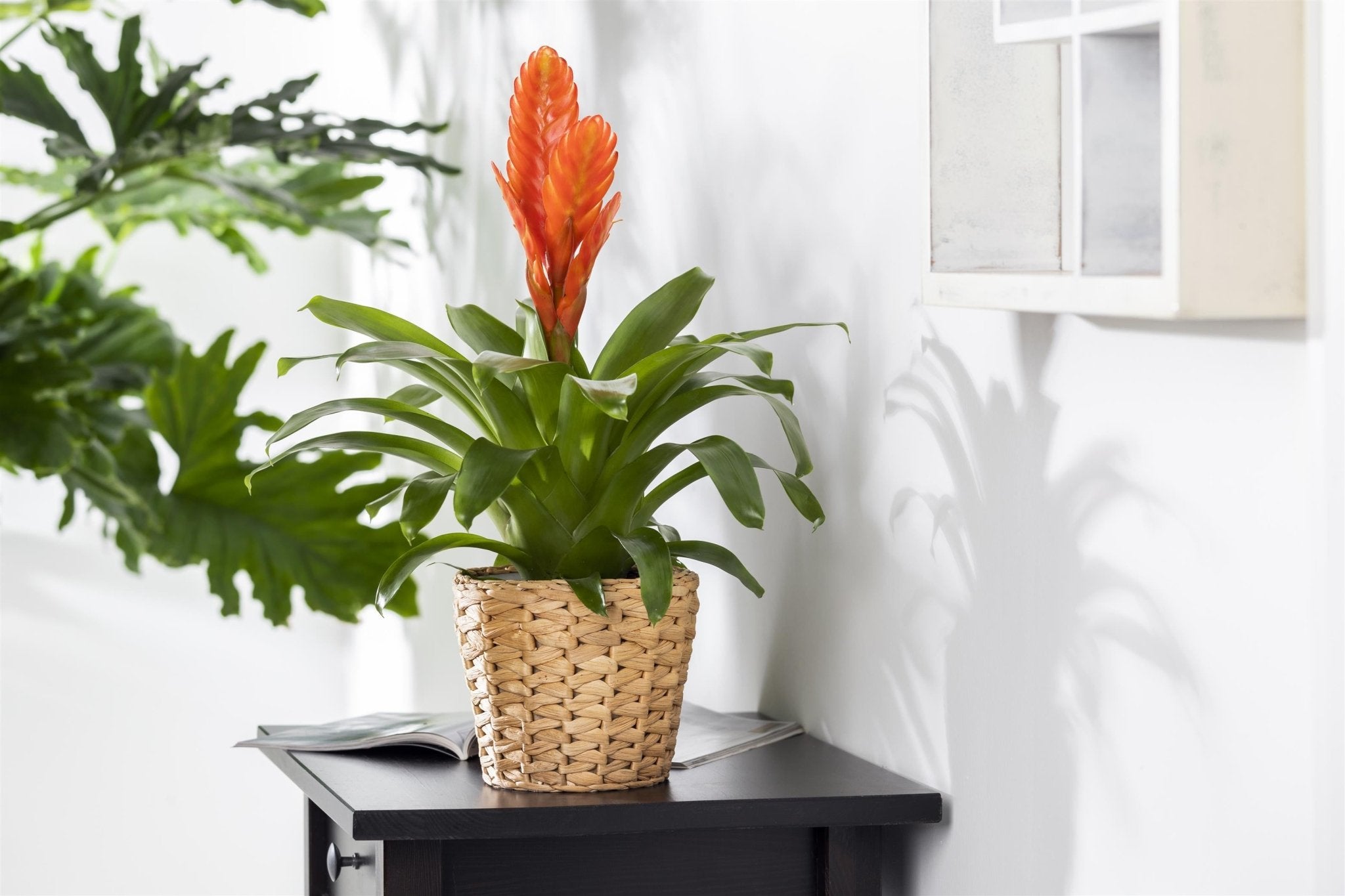 Vriesea - Flaming Sword - Acacia Garden Center