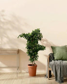 Weeping Fig 'Danielle' (Ficus benjamina) | Potted, 40–150 cm - Acacia Garden Center