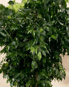 Weeping Fig 'Danielle' (Ficus benjamina) | Potted, 40–150 cm - Acacia Garden Center