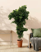 Weeping Fig 'Danielle' (Ficus benjamina) | Potted, 40–150 cm - Acacia Garden Center