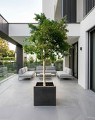Weeping Fig (Ficus benjamina) | Landscape, 3.5 m, 20–25 cm Girth - Acacia Garden Center