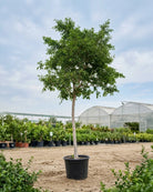 Weeping Fig (Ficus benjamina) | Landscape, 3.5 m, 20–25 cm Girth - Acacia Garden Center
