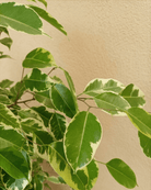 Weeping Fig 'Starlight' (Ficus Benjamina) | Potted, 1.0–1.2 m - Acacia Garden Center