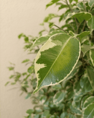 Weeping Fig 'Starlight' (Ficus Benjamina) | Potted, 1.0–1.2 m - Acacia Garden Center