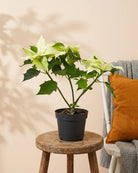 White Poinsettia (Euphorbia pulcherrima) | Seasonal Indoor Plant - Acacia Garden Center