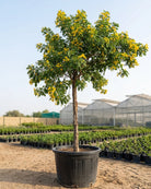 Yellow Cassia (Senna surattensis) | 2.5–3.0 m - Acacia Garden Center