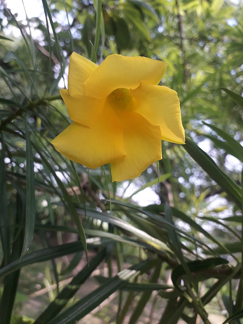 Thevetia Peruviana | Cascabela Thevetia | Yellow Oleander | Lucky Nut