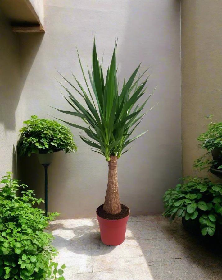  النوع اتش 9 ، متعدد الفروع ، 1.0 م،(Spineless or Giant Yucca) عصاري يوكا الفيل