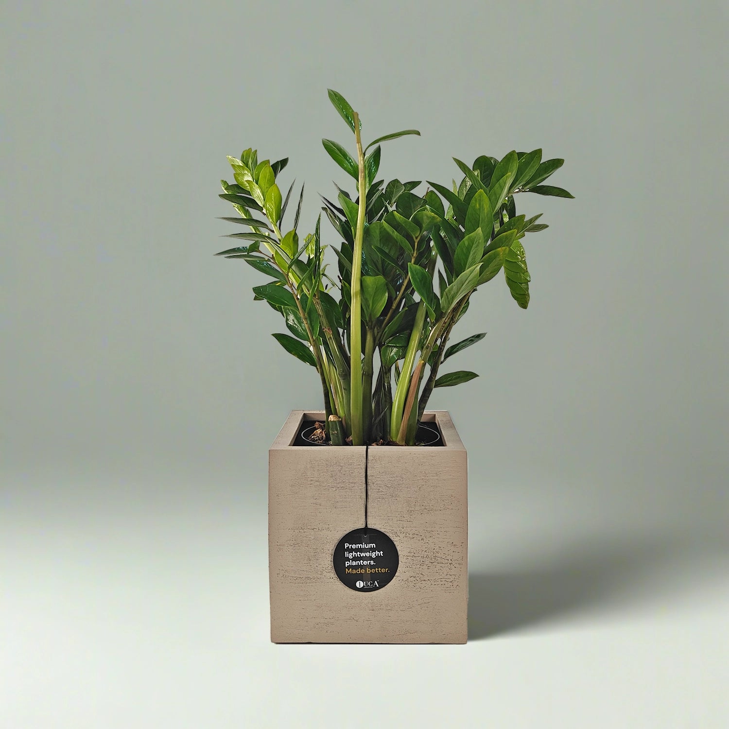 Hollyone Pianta Finta Zamioculcas Zamiifolia 43 Cm | Verde Artificiale In Vaso | Decorazione Per Casa, Soggiorno, Ufficio E Scrivania