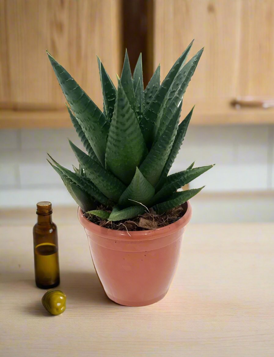 Zebra Cactus (Haworthia fasciata Concolor) | 8 - 10cm - Acacia Garden Center