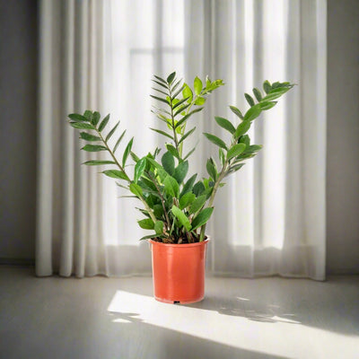 ZZ Plant (Zamioculcas zamiifolia) - Acacia Garden Center