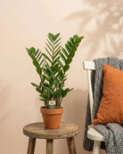 ZZ Plant (Zamioculcas Zamiifolia) | 60 - 70cm - Acacia Garden Center