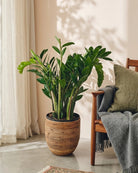 ZZ Plant (Zamioculcas zamiifolia) | Potted, 80–90 cm - Acacia Garden Center