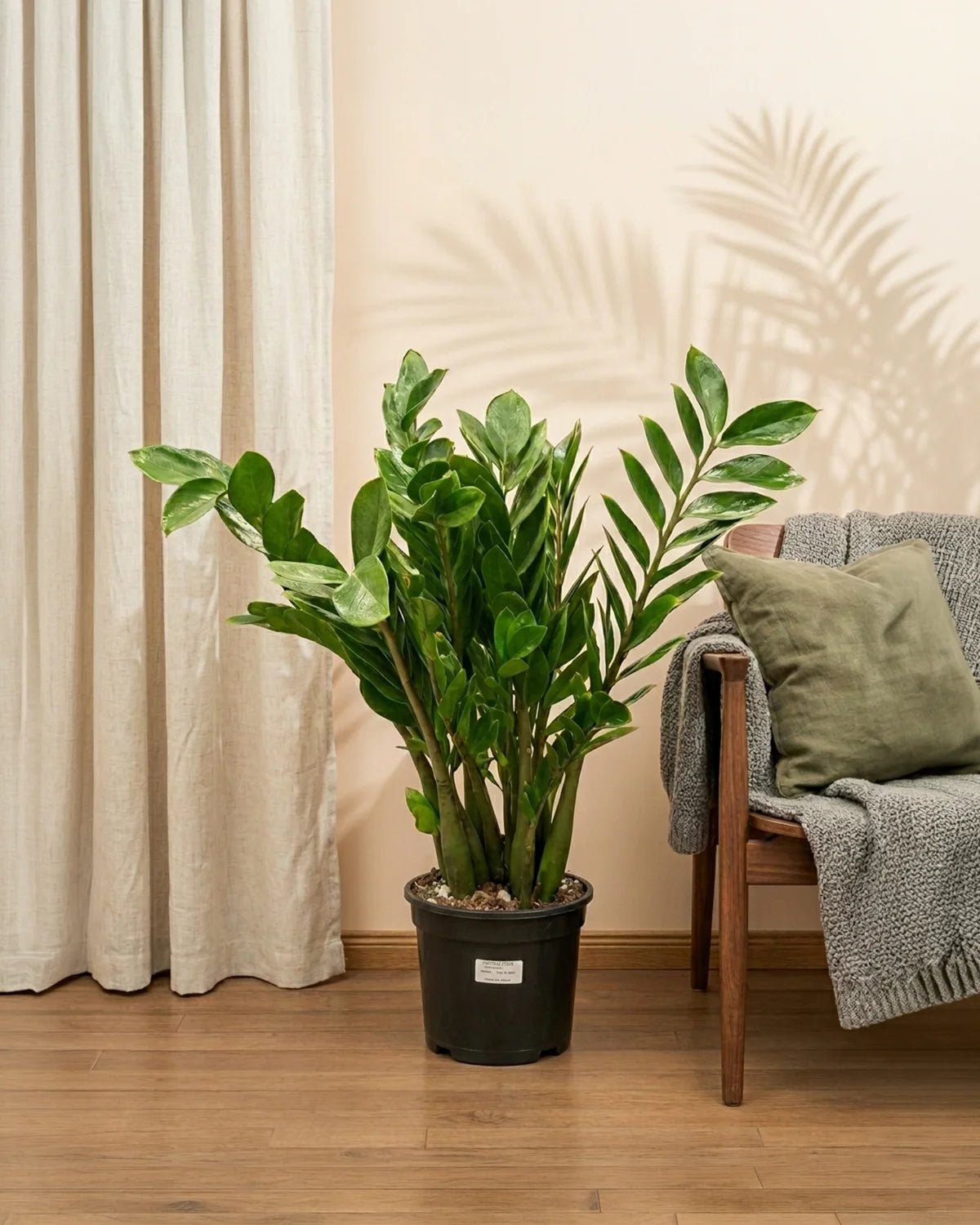 ZZ Plant (Zamioculcas zamiifolia) | Potted, 80–90 cm - Acacia Garden Center