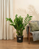 ZZ Plant (Zamioculcas zamiifolia) | Potted, 80–90 cm - Acacia Garden Center