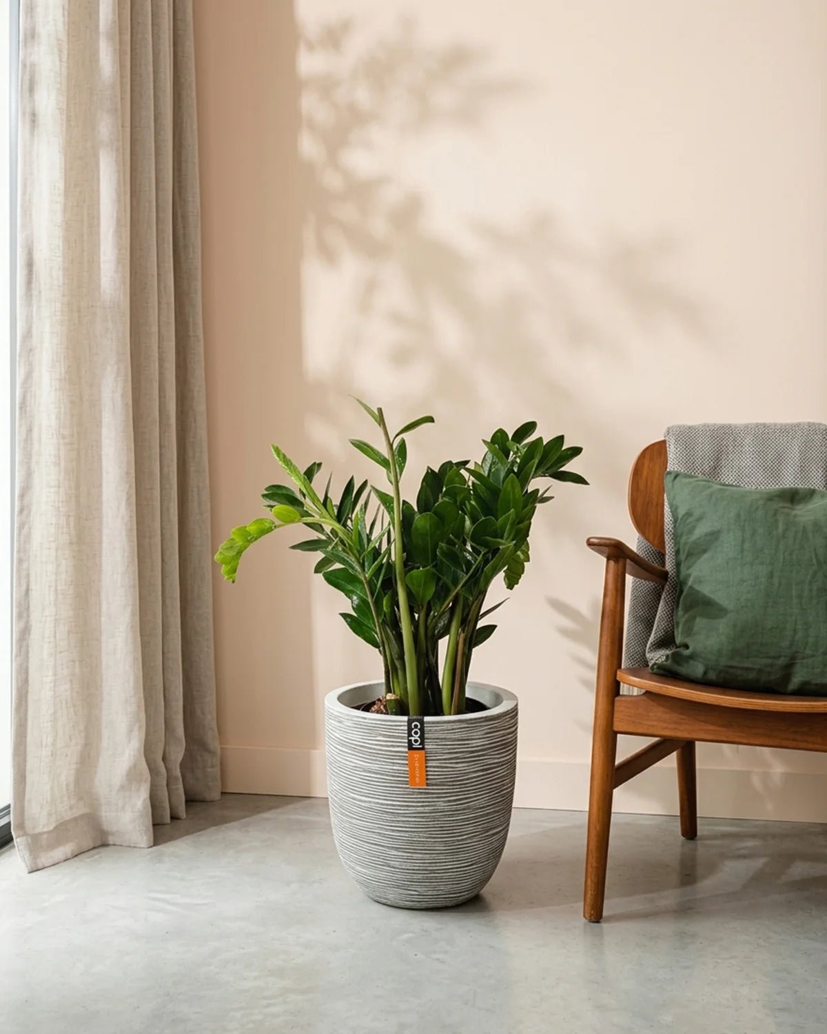 ZZ Plant (Zamioculcas zamiifolia) | Potted, 80–90 cm - Acacia Garden Center