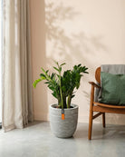 ZZ Plant (Zamioculcas zamiifolia) | Potted, 80–90 cm - Acacia Garden Center