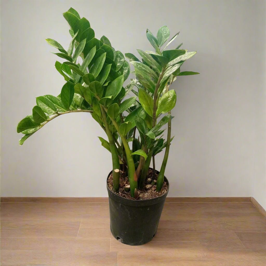 ZZ Plant (Zamioculcas zamiifolia) | Standard, 30–80 cm - Acacia Garden Center