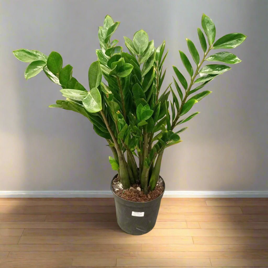 ZZ Plant (Zamioculcas zamiifolia) | Standard, 30–80 cm - Acacia Garden Center