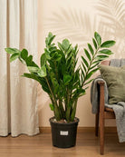 ZZ Plant (Zamioculcas zamiifolia) | Standard, 30–80 cm - Acacia Garden Center