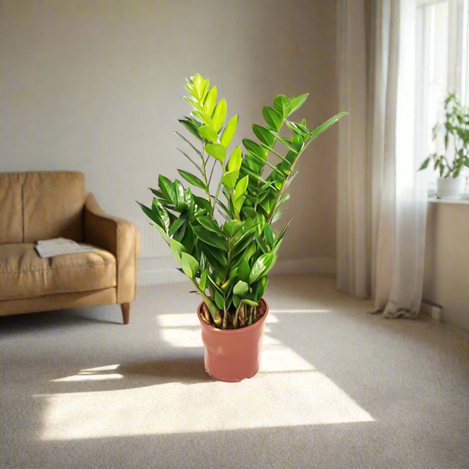 ZZ Plant (Zamioculcas zamiifolia) | Standard, 30–80 cm - Acacia Garden Center