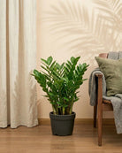 ZZ Plant (Zamioculcas zamiifolia) | Standard, 30–80 cm - Acacia Garden Center