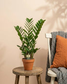 ZZ Plant (Zamioculcas zamiifolia) | Standard, 30–80 cm - Acacia Garden Center